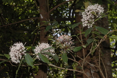 Ixora nigricans